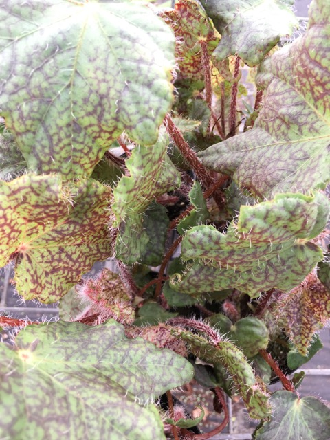 B. ‘Brown Freckles’